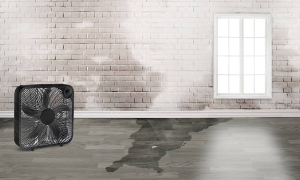 Best Local water damage restoration  in Roselle Park, NJ