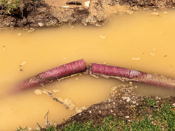 Best Mold removal after water damage  in Roselle Park, NJ